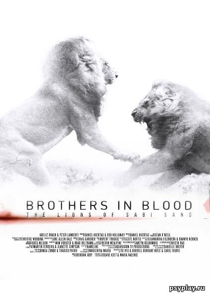 Discovery. Прирождённые короли / Brothers in Blood: The Lions of Sabi Sand (2015/WEB-DLRip) 1080p
