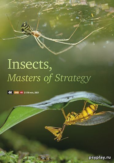 Насекомые — гении стратегии / Insects, Geniuses Strategy [2 серии из 2] / (2021/HDTVRip) 720p