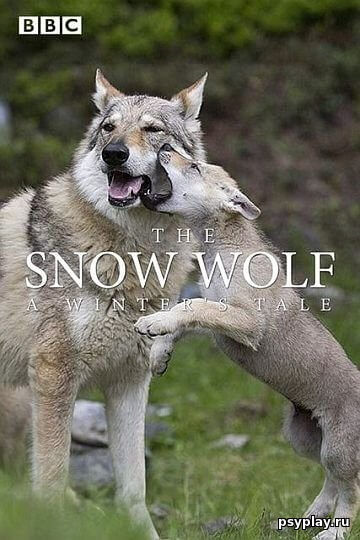 BBC: Снежный волк. Зимняя сказка / The Snow Wolf: A Winter's Tale (2018/HDTV) 1080i